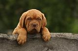 DOGUE DE BORDEAUX 324